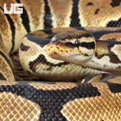 Adult Female Pastel Het Hypo Clown Pied Ball Python For Sale - Underground Reptiles