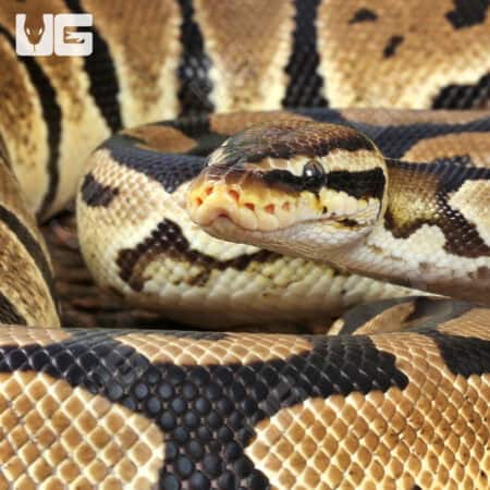 Adult Female Pastel Het Hypo Clown Pied Ball Python For Sale - Underground Reptiles