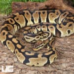 Adult Female Pastel Het Hypo Clown Pied Ball Python For Sale - Underground Reptiles
