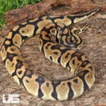 Adult Female Pastel Het Hypo Clown Pied Ball Python For Sale - Underground Reptiles