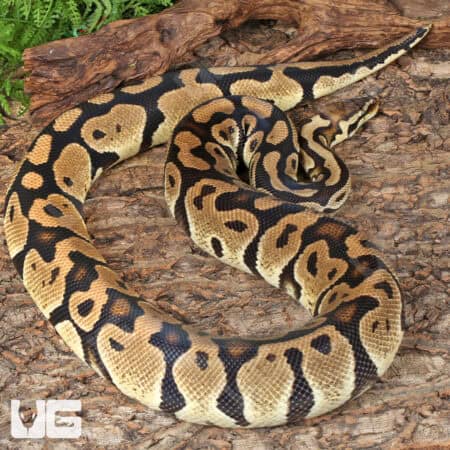 Adult Female Pastel Het Hypo Clown Pied Ball Python For Sale - Underground Reptiles