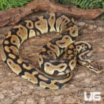 Adult Female Pastel Het Hypo Clown Pied Ball Python For Sale - Underground Reptiles