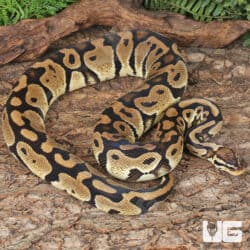 Adult Female Pastel Het Hypo Clown Pied Ball Python For Sale - Underground Reptiles