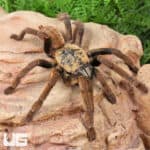 Adult Lam Dong Tarantula (3 - 4'') For Sale - Underground Reptiles