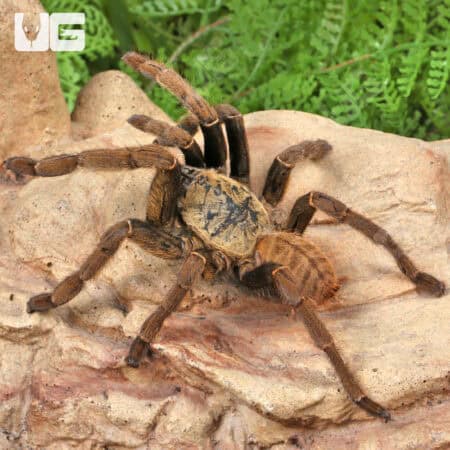 Adult Lam Dong Tarantula (3 - 4'') For Sale - Underground Reptiles