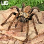 Adult Lam Dong Tarantula (3 - 4'') For Sale - Underground Reptiles