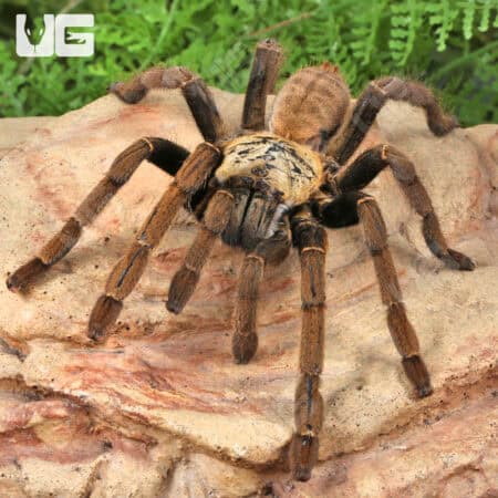 Adult Lam Dong Tarantula (3 - 4'') For Sale - Underground Reptiles