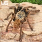 Adult Lam Dong Tarantula (3 - 4'') For Sale - Underground Reptiles