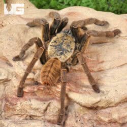 Adult Lam Dong Tarantula (3 - 4'') For Sale - Underground Reptiles