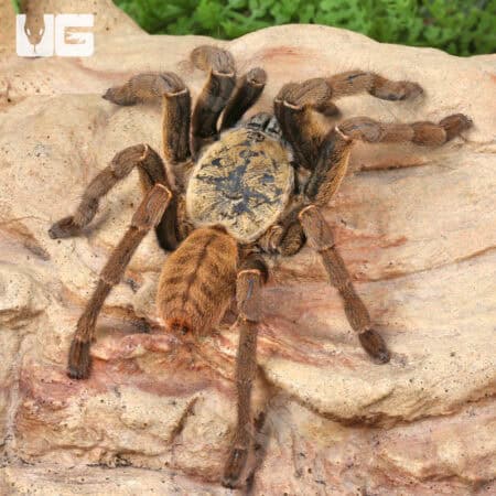 Adult Lam Dong Tarantula (3 - 4'') For Sale - Underground Reptiles