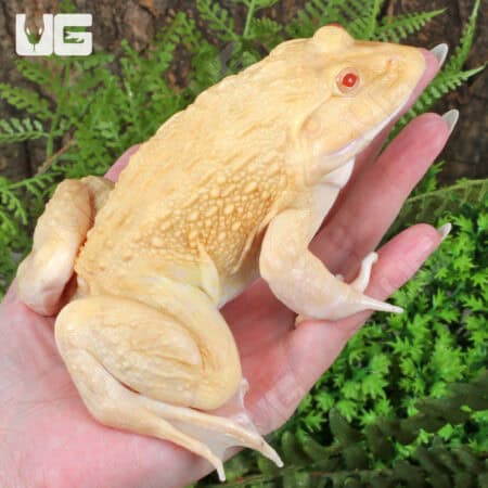 Albino Pacman frog held in hand, showcasing vibrant yellow coloration.