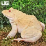 Close-up of a yellow frog with red eyes on mossy ground in a lush forest setting.