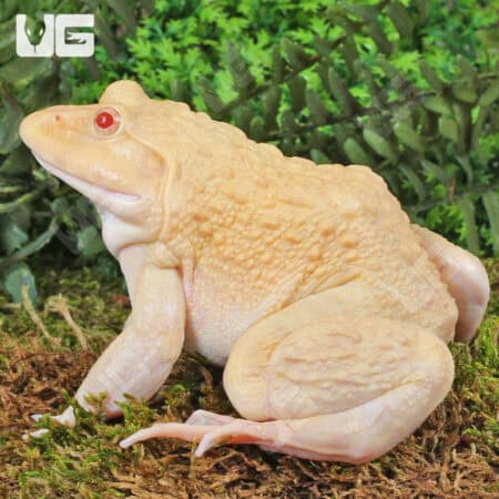 Close-up of a yellow frog with red eyes on mossy ground in a lush forest setting.
