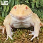 Frog with striking red eyes sitting on mossy ground in a lush green environment.