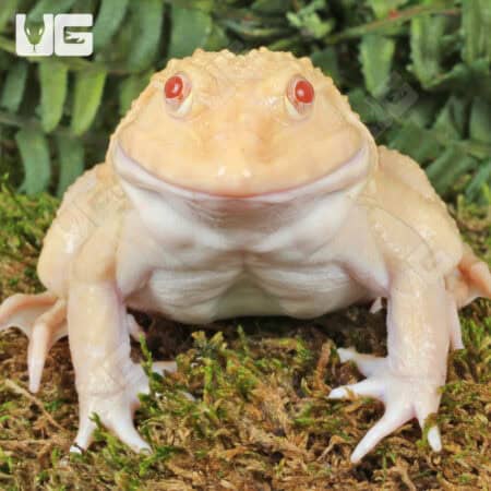 Frog with striking red eyes sitting on mossy ground in a lush green environment.
