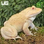 Albino Pacman frog on moss with green foliage background.