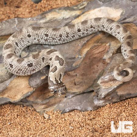 Baby Axanthic Anaconda Het Albino Western Hognose Snakes (Heterodon nasicus) For Sale - Underground Reptiles