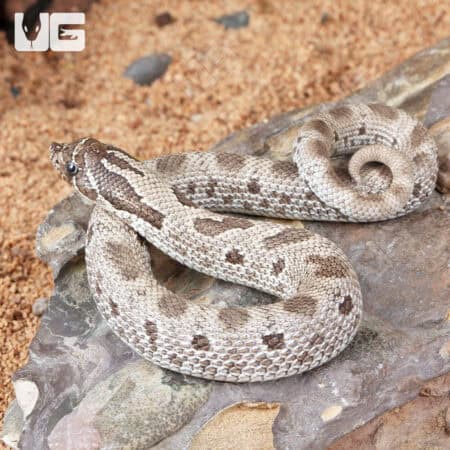 Baby Axanthic Anaconda Het Albino Western Hognose Snakes (Heterodon nasicus) For Sale - Underground Reptiles