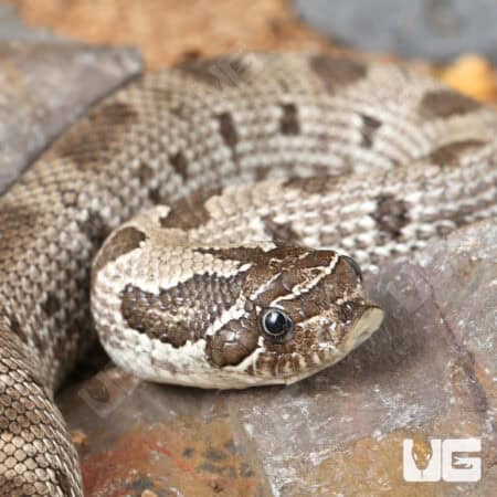 Baby Axanthic Anaconda Het Albino Western Hognose Snakes (Heterodon nasicus) For Sale - Underground Reptiles
