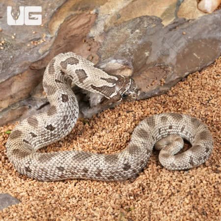Baby Axanthic Anaconda Het Albino Western Hognose Snakes (Heterodon nasicus) For Sale - Underground Reptiles