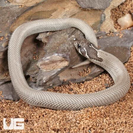 Baby Axanthic Super Anaconda Het Albino Western Hognose Snake - Underground Reptiles