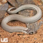 Baby Axanthic Super Anaconda Het Albino Western Hognose Snake - Underground Reptiles