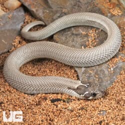 Baby Axanthic Super Anaconda Het Albino Western Hognose Snake - Underground Reptiles