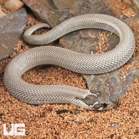 Baby Axanthic Super Anaconda Het Albino Western Hognose Snake - Underground Reptiles