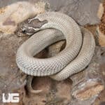 Baby Axanthic Super Anaconda Het Albino Western Hognose Snake - Underground Reptiles