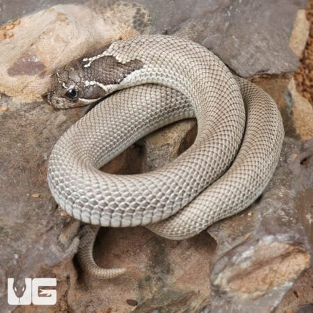 Baby Axanthic Super Anaconda Het Albino Western Hognose Snake - Underground Reptiles