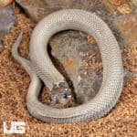 Baby Axanthic Super Anaconda Het Albino Western Hognose Snake - Underground Reptiles