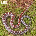 Baby Classic Cornsnake For Sale - Underground Reptiles