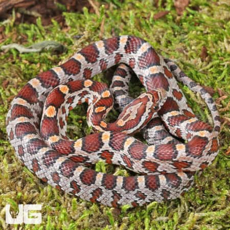 Baby Classic Cornsnake For Sale - Underground Reptiles
