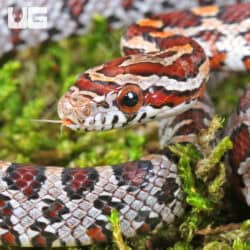 Baby Classic Cornsnake For Sale - Underground Reptiles