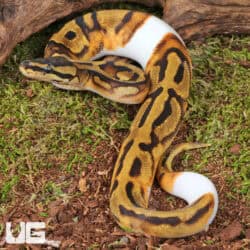 Baby Male Orange Dream Enchi Chocolate Pied Ball Python For Sale - Underground Reptiles