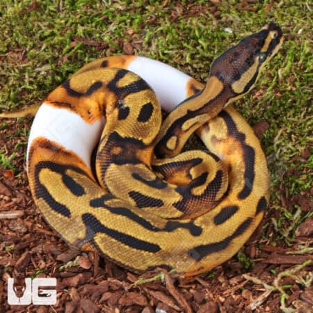 Baby Male Orange Dream Enchi Chocolate Pied Ball Python For Sale - Underground Reptiles