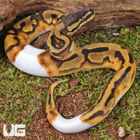 Baby Male Orange Dream Enchi Chocolate Pied Ball Python For Sale - Underground Reptiles