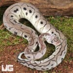 Baby Male Pastel VPI Axanthic Clown Het Cryptic Ball Python For Sale - Underground Reptiles