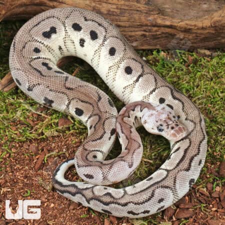 Baby Male Pastel VPI Axanthic Clown Het Cryptic Ball Python For Sale - Underground Reptiles