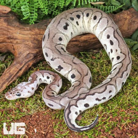 Baby Male Pastel VPI Axanthic Clown Het Cryptic Ball Python For Sale - Underground Reptiles