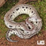 Baby Male Pastel VPI Axanthic Clown Het Cryptic Ball Python For Sale - Underground Reptiles