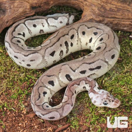 Baby Male Pastel VPI Axanthic Clown Het Cryptic Ball Python For Sale - Underground Reptiles