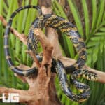 Nicaraguan Tiger Rat Snakes For Sale - Underground Reptiles