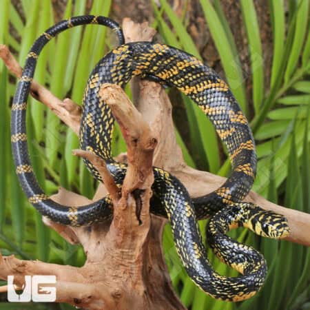 Nicaraguan Tiger Rat Snakes For Sale - Underground Reptiles