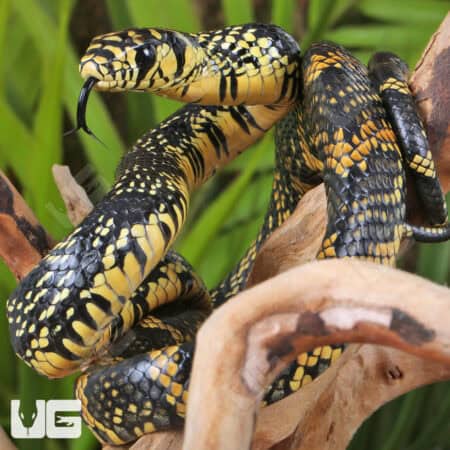 Nicaraguan Tiger Rat Snakes For Sale - Underground Reptiles