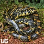 Nicaraguan Tiger Rat Snakes For Sale - Underground Reptiles