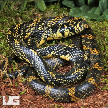 Nicaraguan Tiger Rat Snakes For Sale - Underground Reptiles