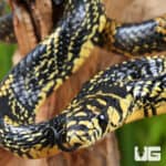 Nicaraguan Tiger Rat Snakes For Sale - Underground Reptiles