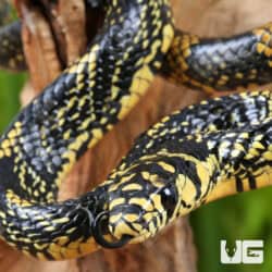 Nicaraguan Tiger Rat Snakes For Sale - Underground Reptiles