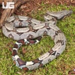 Baby Suriname Redtail Boas For Sale - Underground Reptiles